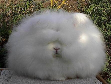 very_fluffy_bunny1.jpeg