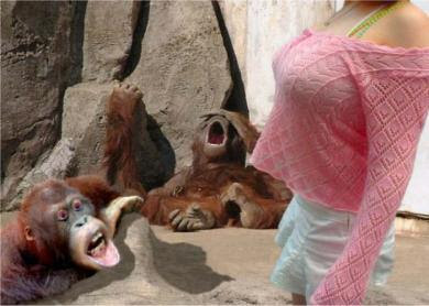 gambar monyet lucu
