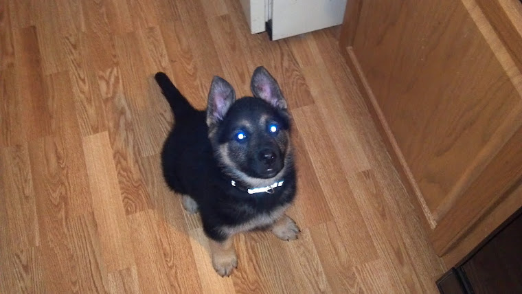 Beau at 8 weeks from  2011 litter, son of Jubal