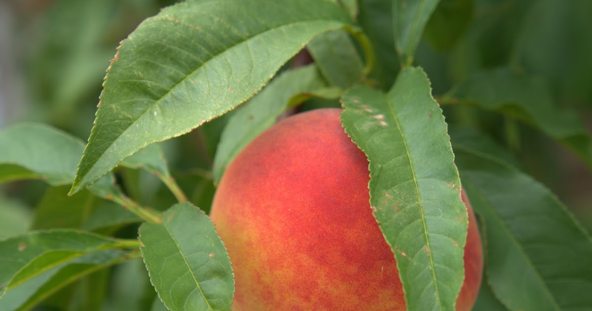 Upper End Travel Niagara Peaches Heaven in your Hand!