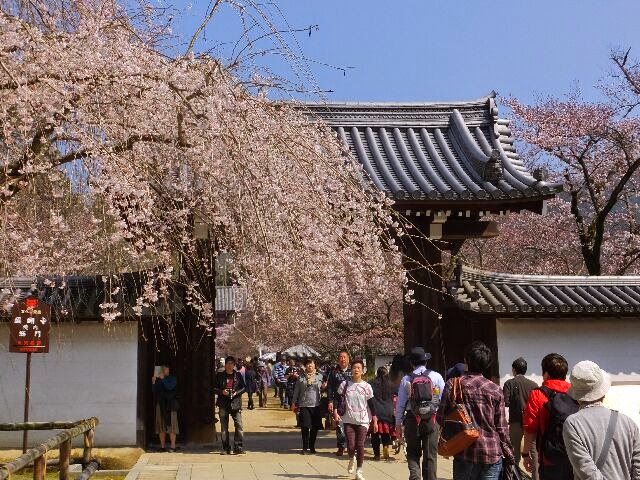 桜見物に午後から行ったが沢山の人出だった。 桜見物に午後から行ったが沢山の人出だった。