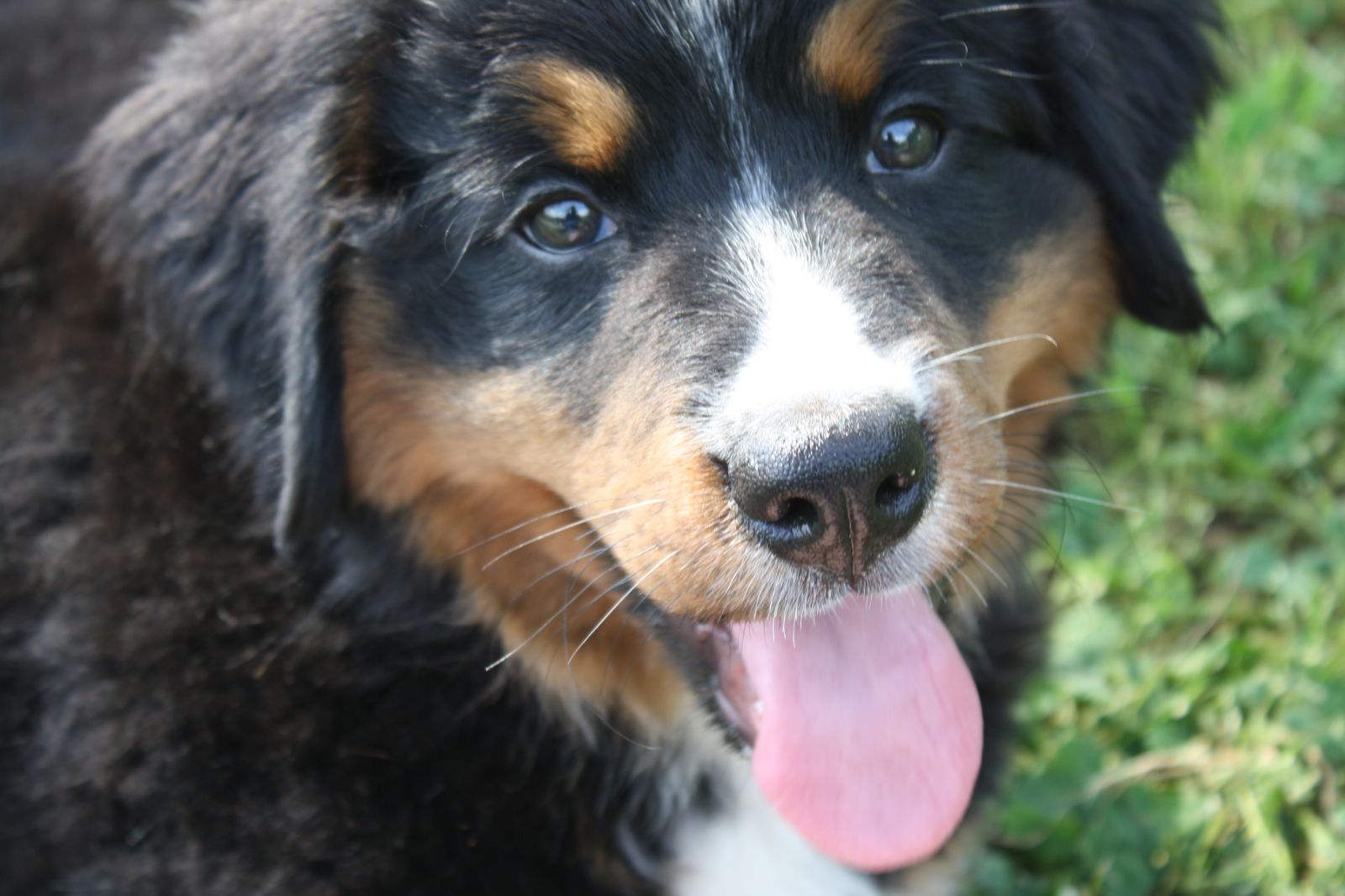 bernese mountain dog 4 months