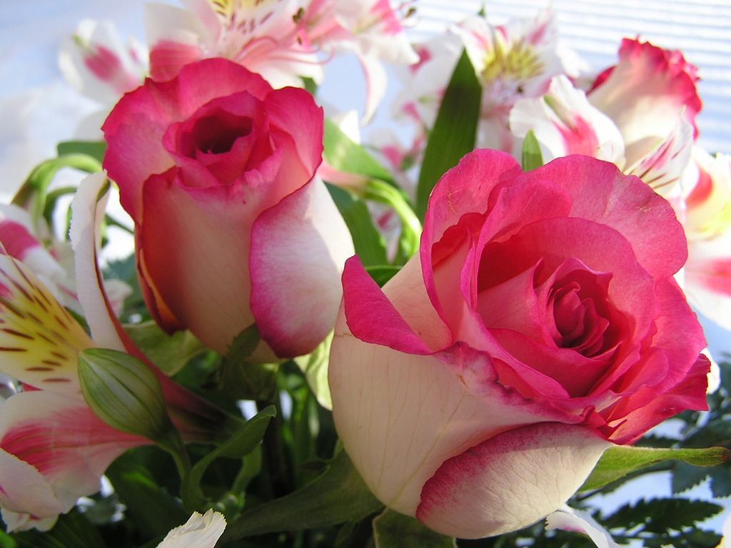 large beautiful flower large beautiful flower