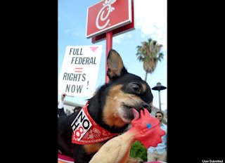 chick-fil-a gay kiss protest dog rubber chicken