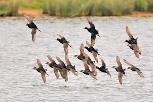 Common Scoter's (2017) by D Kelsall