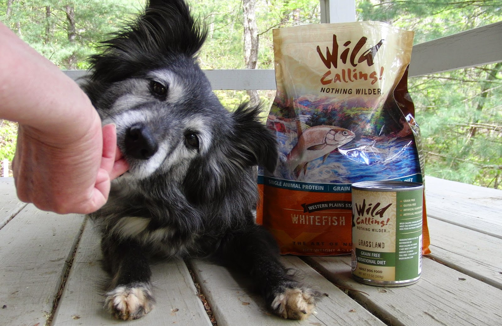 The Days of Johann, an agility dog! Wild Calling! Dog Food Review from