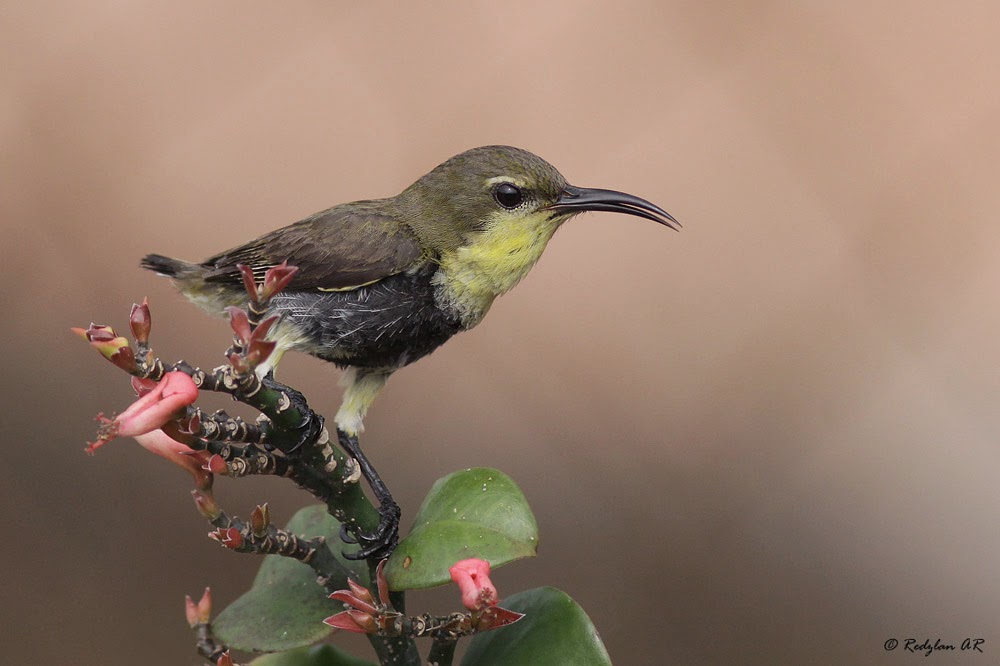 Birds And Nature Photography Raub January 2015