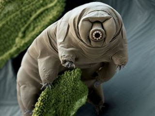 不死生物 水熊蟲 tardigrade