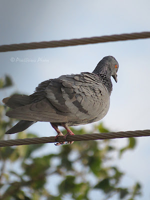 Pigeon on a cable Pigeon on a cable