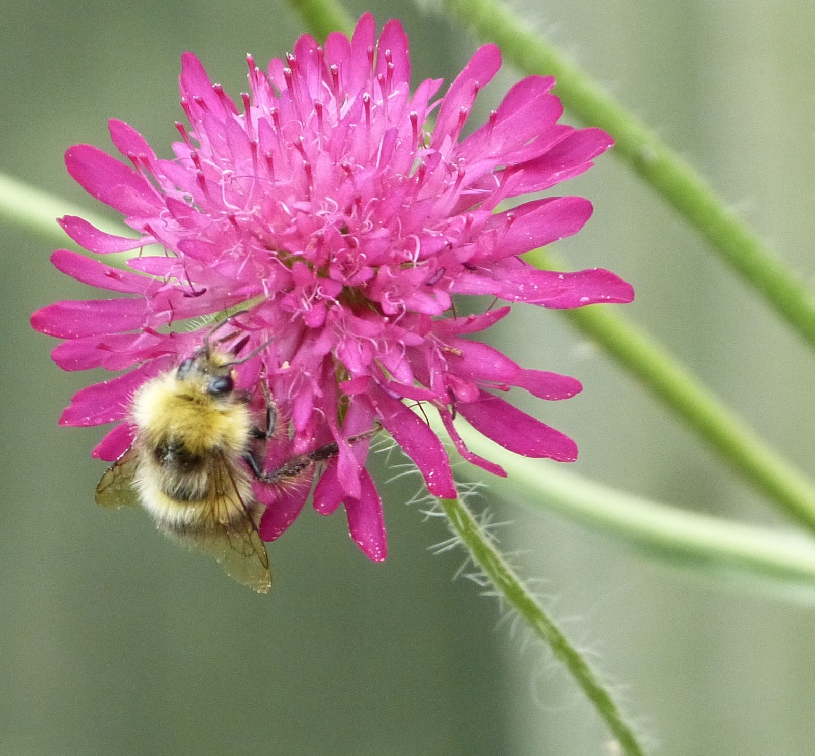 These Boots.... A busy day at the nectar bar