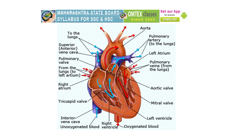 which chamber of the heart contains oxygenated blood