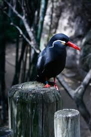 Inca Tern Bird - So cool