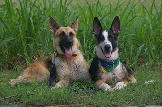 German Shepherd