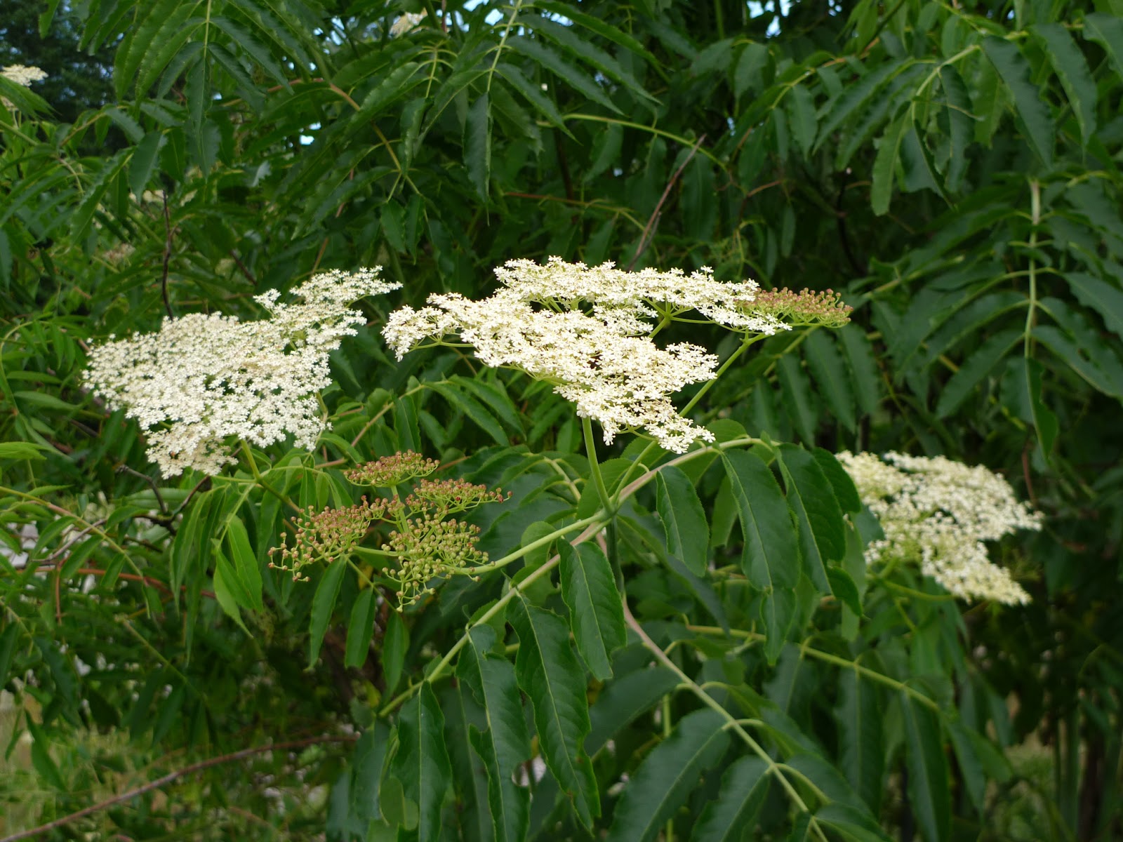 Wild Harvests Red Elderberry Experiment 1