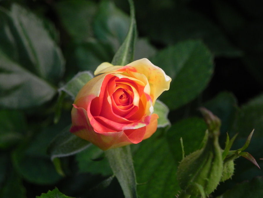 Imagenes De Rosas Matizadas | rosas para uma rosa rosas matizadas Imagenes De Rosas Matizadas | rosas para uma rosa rosas matizadas