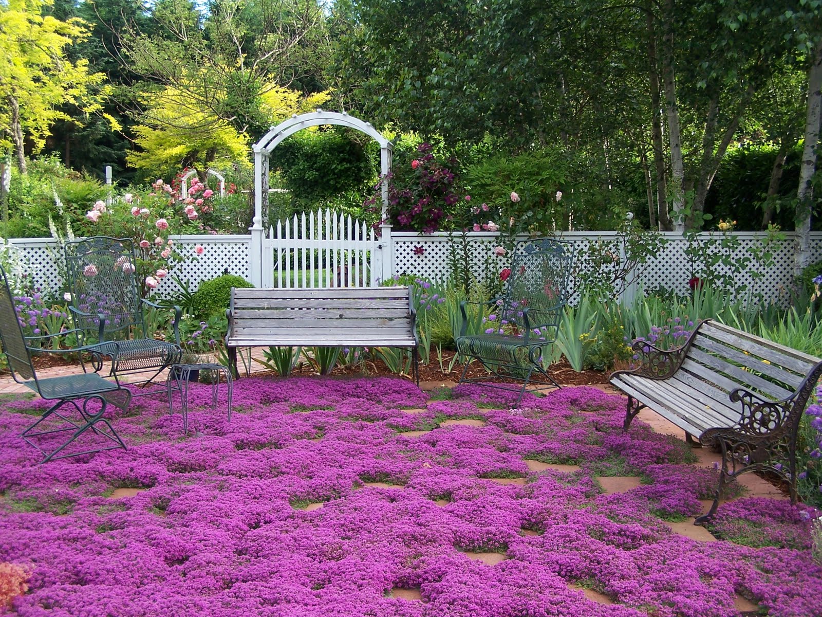 Browns' Backyard CREEPING THYME A NOBLE EXPERIMENT