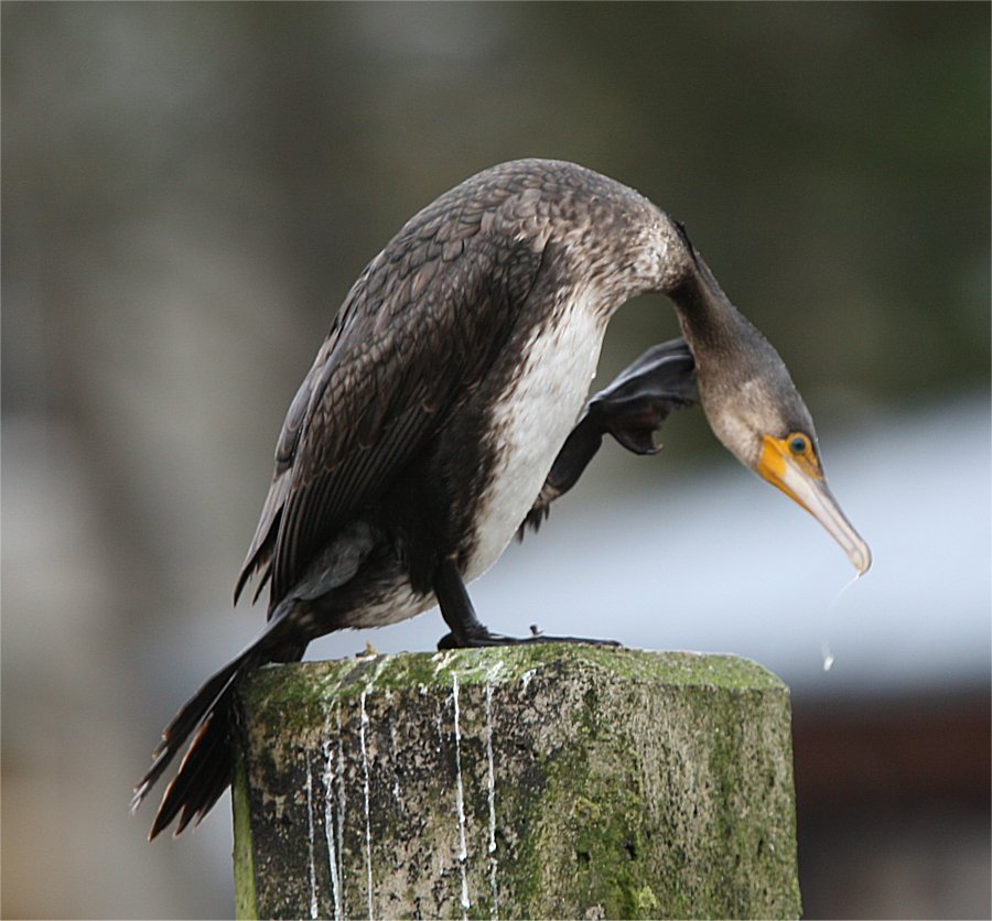 Murfs Wildlife Great Cormorant