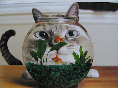 gato-peixinhos-blog-bidoia.net_.jpg
