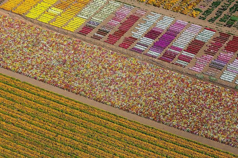 Aerial Photography | Alex MacLean Flower Fields, Lompoc, California, USA.
