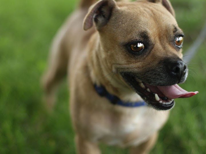 doberman pug mix unnamed pug mix doberman pug mix unnamed pug mix