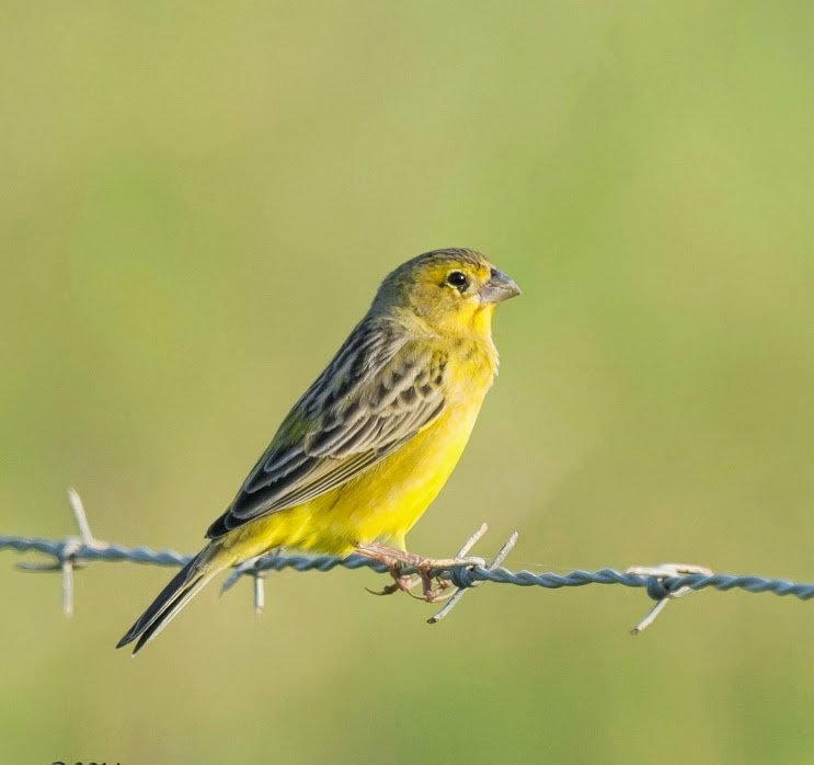 Audioaves Pássaro Digital canáriotipio (Sicalis luteola)