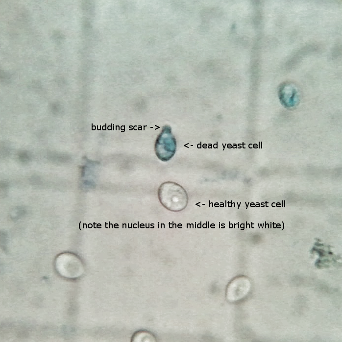 List 100+ Pictures How Does A Yeast Cell Multiply In A Brewery Fermentation? Superb