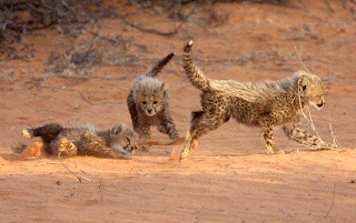 Foto Bayi Cheetah Bermain Foto Bayi Cheetah Bermain