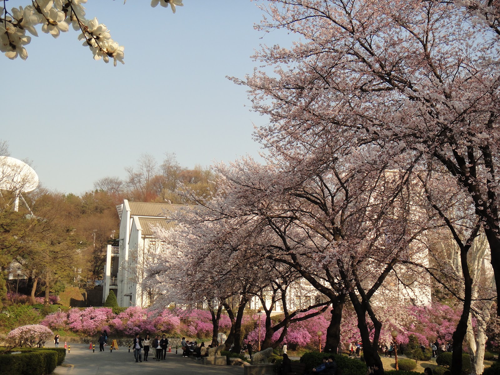 Jon Pang's Korean Adventure Spring Flowers in Bloom