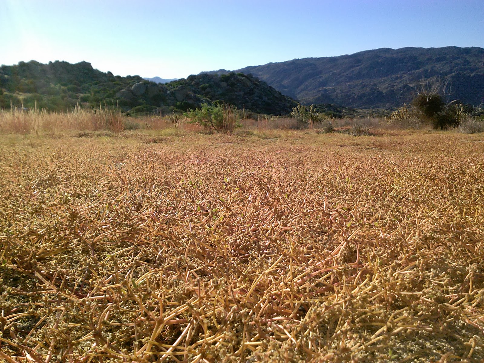 ranchita guys Pavers ranchita, ca pavers ranchita, ca has the best pavers prices in ranchita, ca. ranchita guys Pavers ranchita, ca pavers ranchita, ca has the best pavers prices in ranchita, ca.