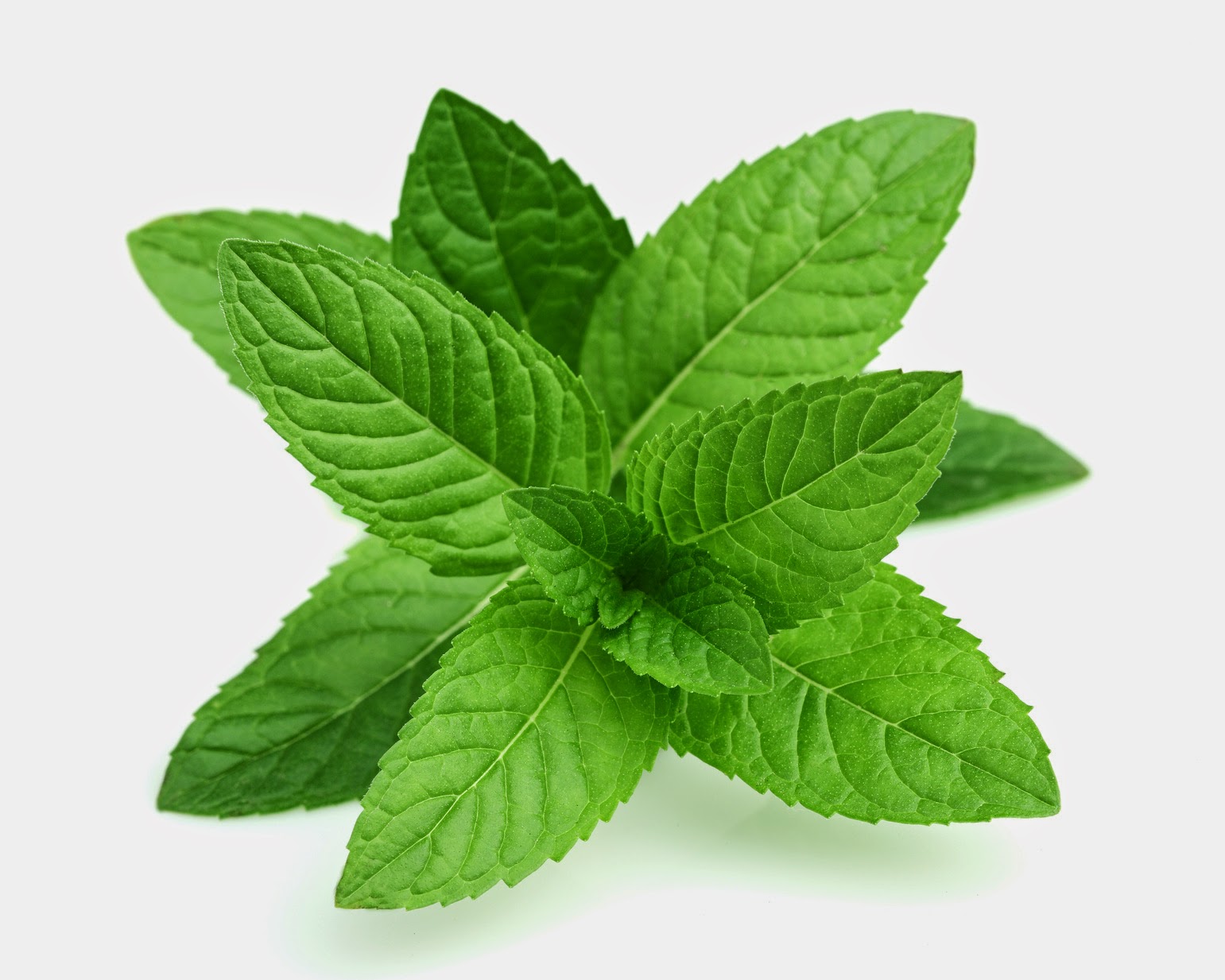 The Nature Life Project Grow a Medicinal Herb Garden for Better Health