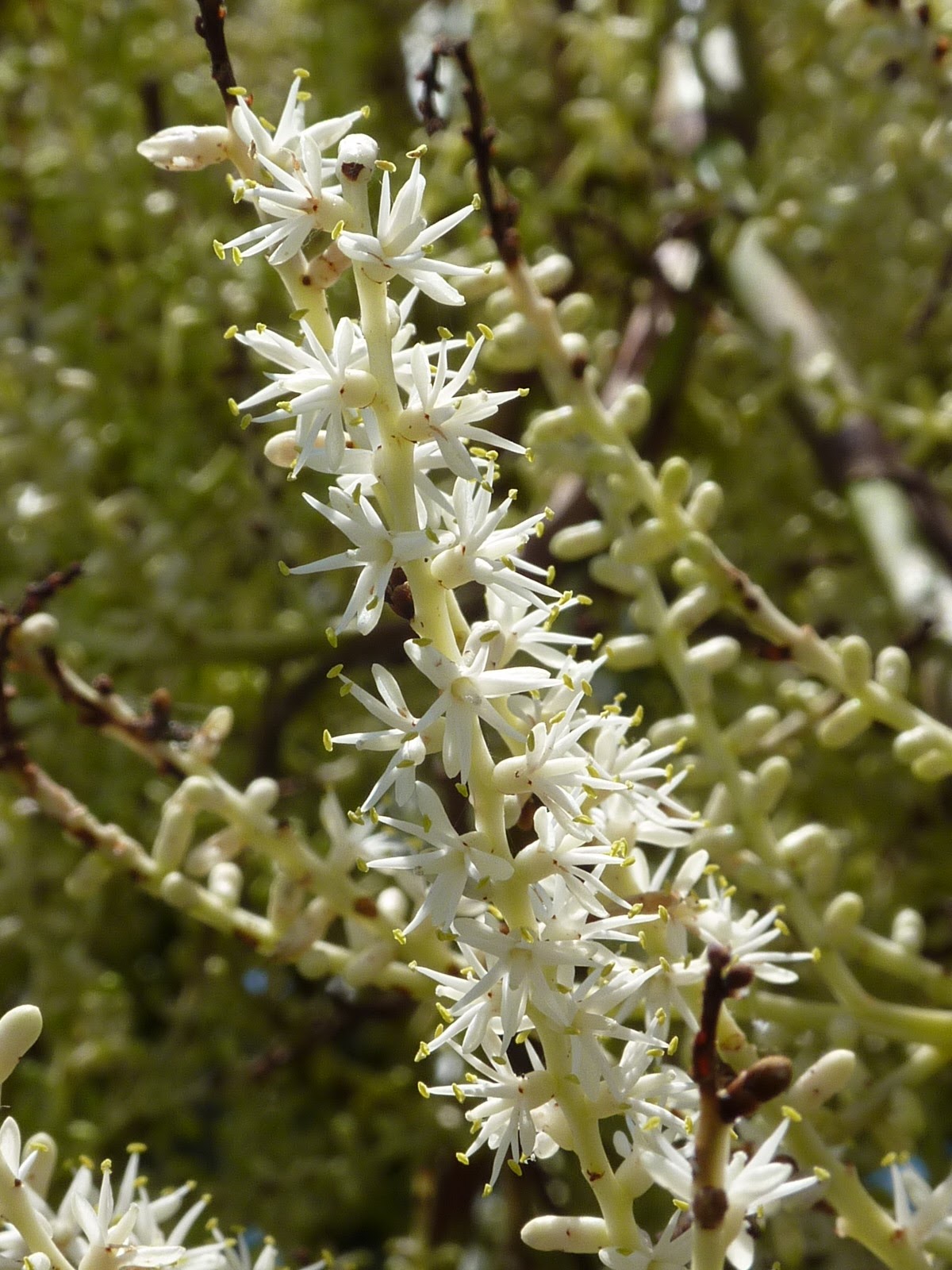 Skip's Florida The Cabbage PalmUnsung Treasure of Florida