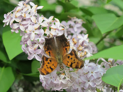 Eastern Comma, Polygonia comma 1