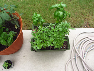 What's wrong with my basil? This picture is before any problems What's wrong with my basil? This picture is before any problems