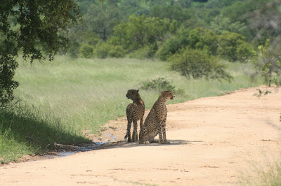 Zuid-Afrika wildlife. Een shot van twee cheetah's die - op jacht - samen meer zien dan alleen. Een sfeervol beeld van wildlife in het Krugerpark van Zuid-Afrika van de hand van Marleen Huyghe van de Planckendael Zoo uit België.