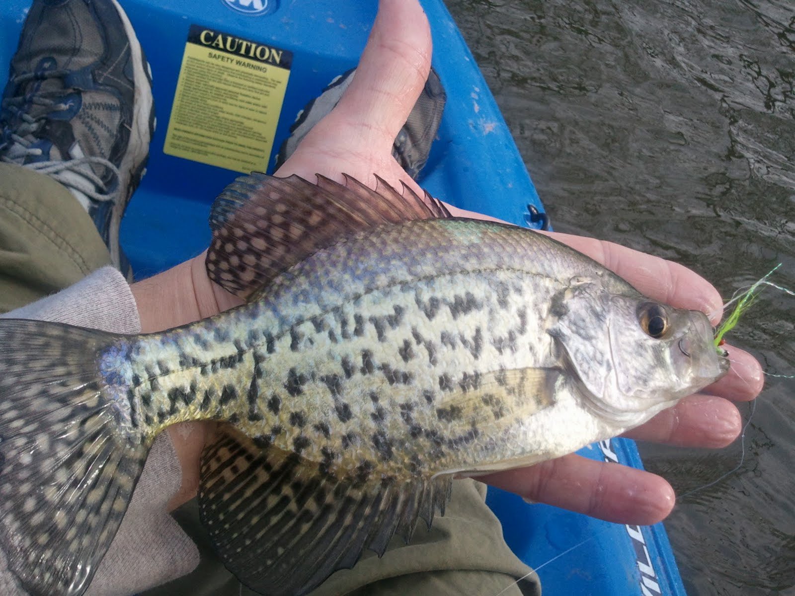 BUGGIN' OUT. Fly Fishing for Crappie . . . my stuff