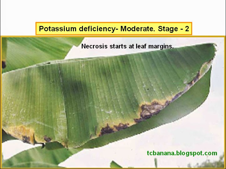 Potassium (K) deficiency symptoms Tissue Culture Banana