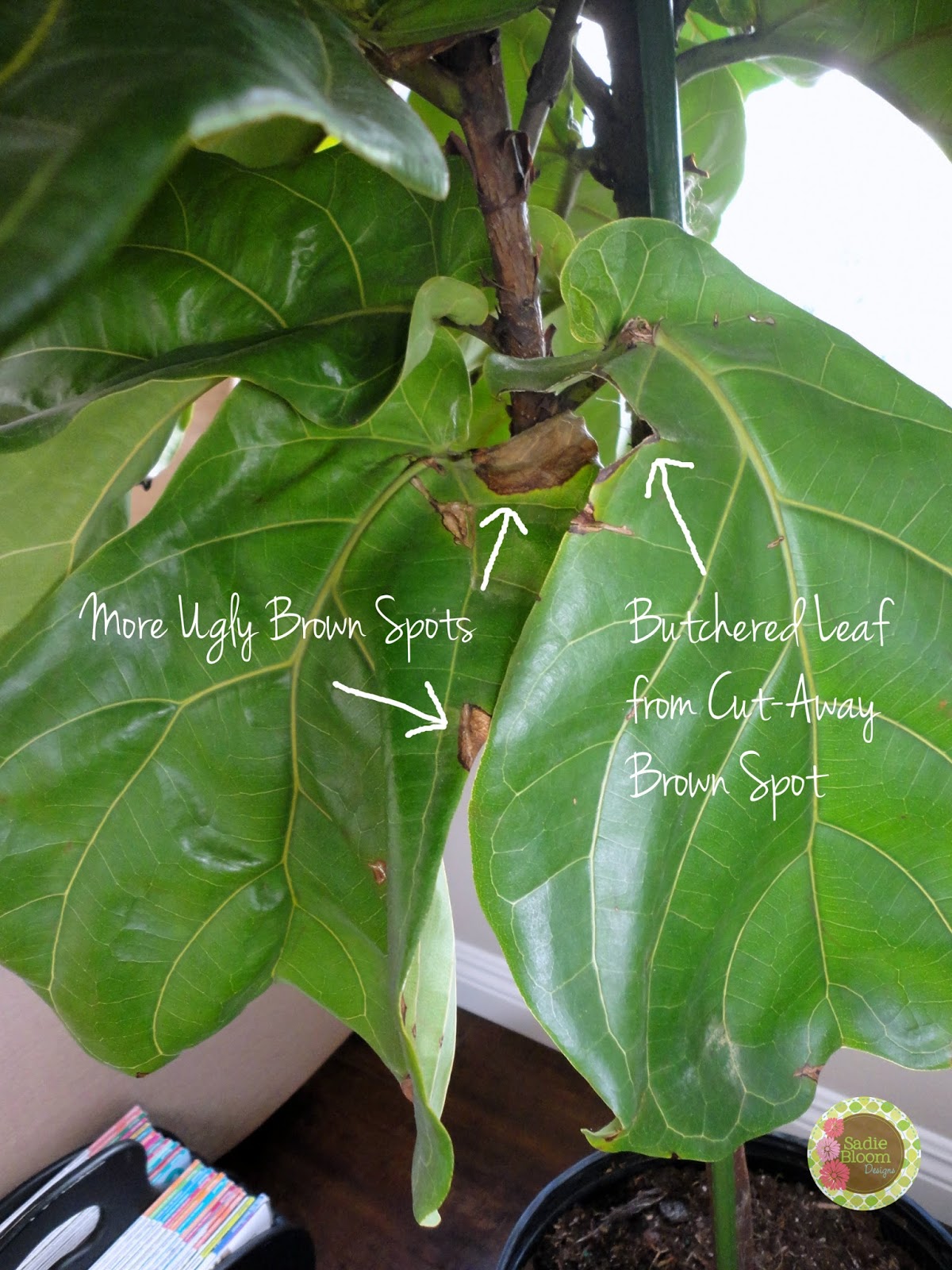 SADIE BLOOM DESIGNS My Fiddle Leaf Fig (Ficus Lyrata