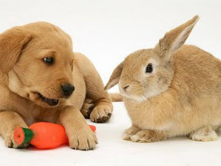 Funny Dog Pictures
