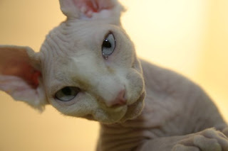 Sphynx Cat Having Kittens Sphynx Cat Having Kittens