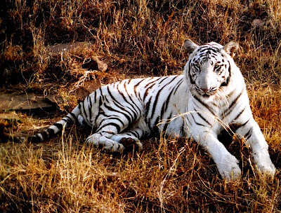 White Tiger Wallpapers 04