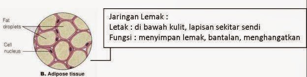 Pengertian Jaringan Adiposa Pengertian Jaringan Adiposa