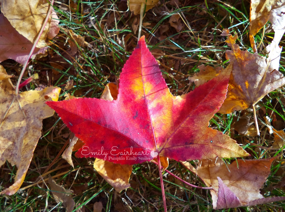 A red and yellow leaf on the grass with other leaves.