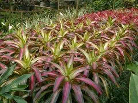 BROMELIA BROMELIA