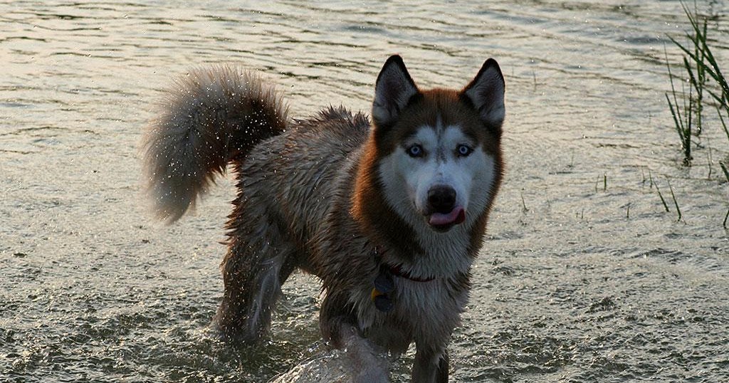 Husky Dog Husky Bath, how to wash a husky