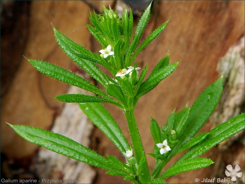 Galium aparine  - Przytulia czepna