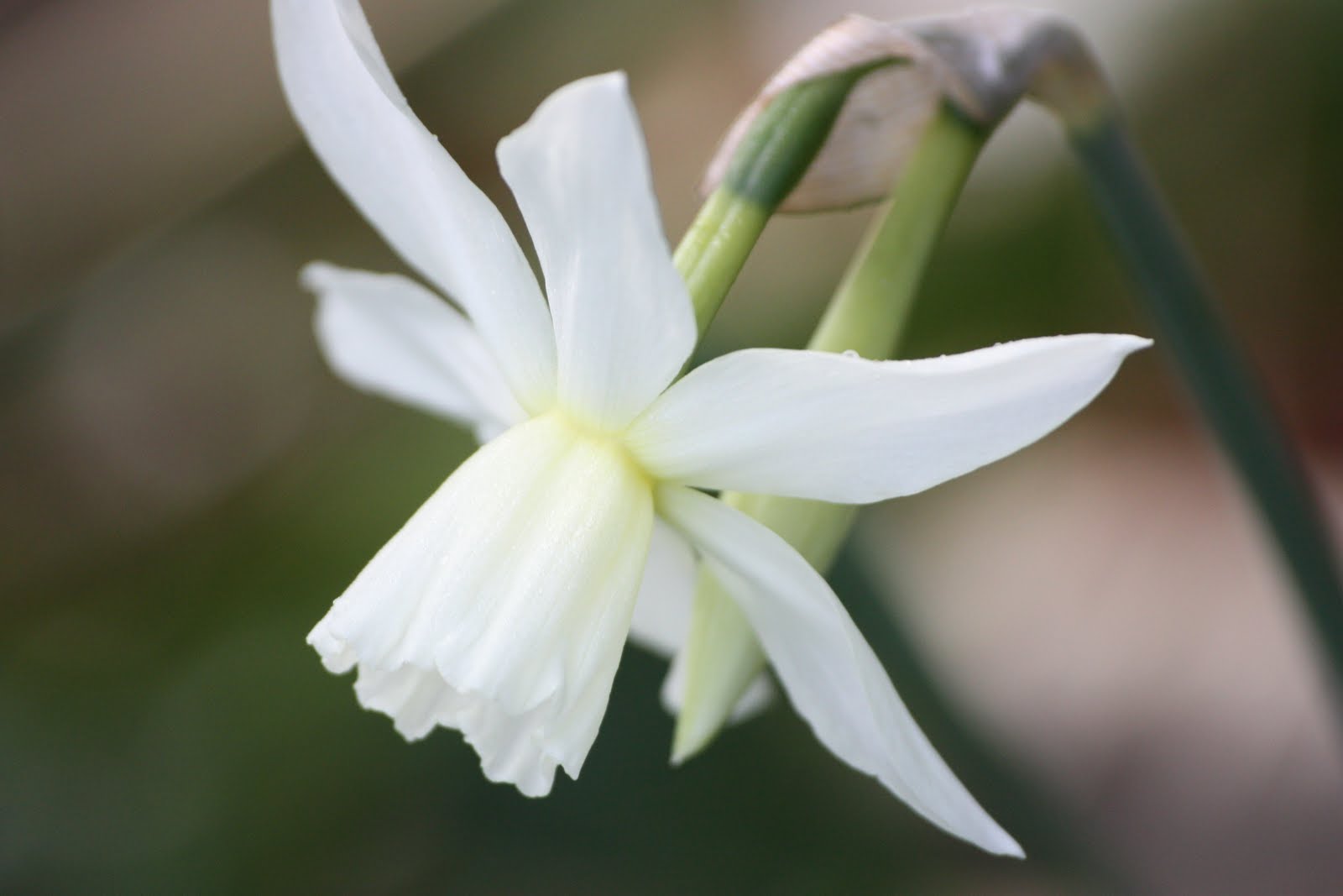 Take time to smell the flowers...... White flowers, just cannot resist
