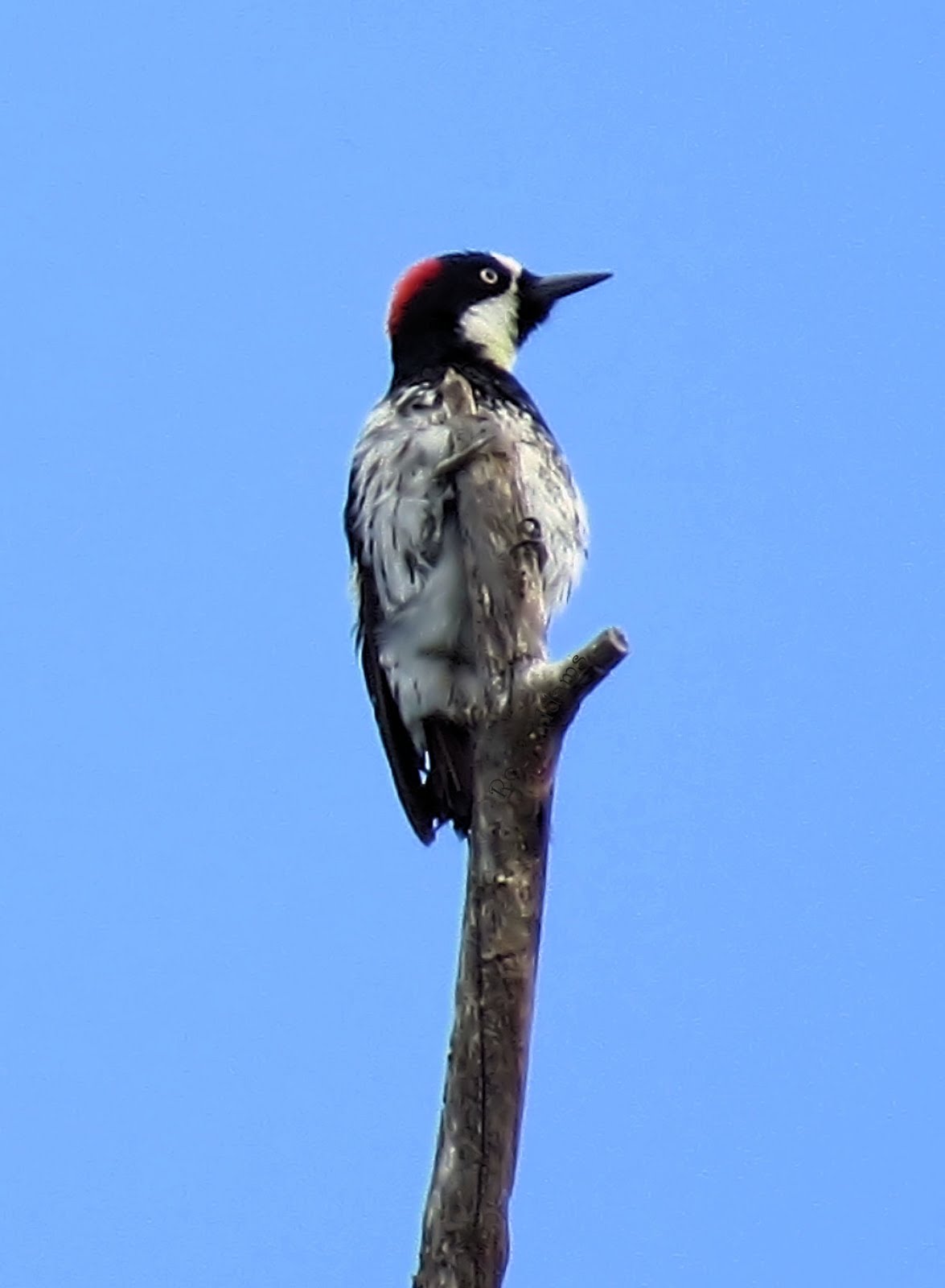 Acorn Woodpecker