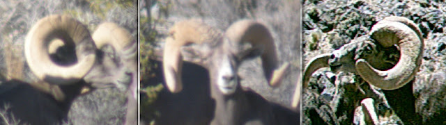 Desert+Bighorn+Sheep+field+judging+picture+with+Jay+Scott+Outdoors+7.jpg