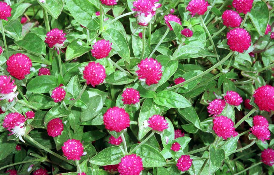 globe amaranth globe amaranth