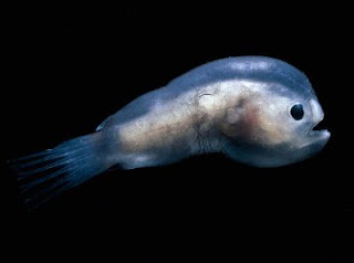  deep sea anglerfish